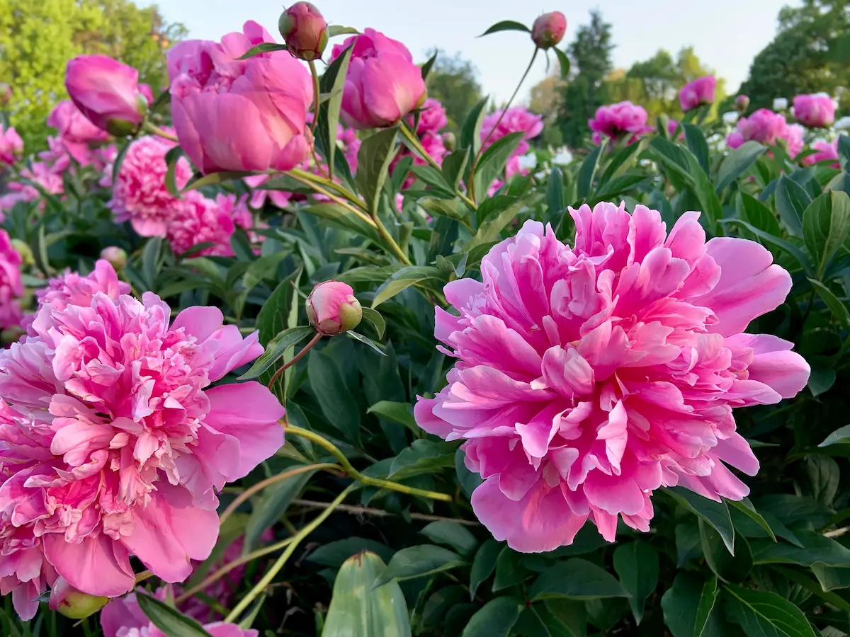 peonies​ 2