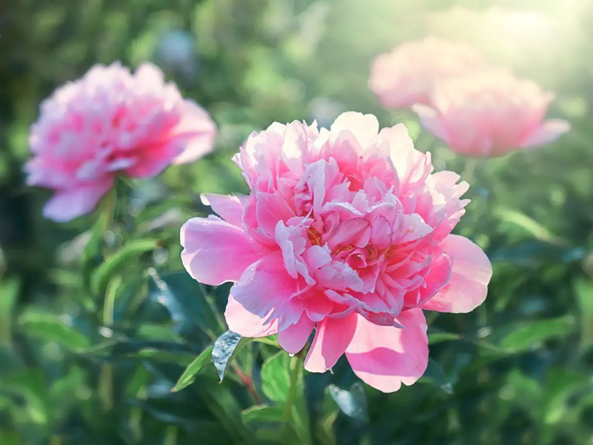 peonies​ 1